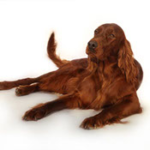 I love you Lady of the Red Dancing Sky