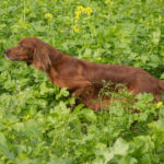 My Thunder Girl of the Red Dancing Sky